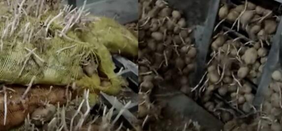 官方回應達利園薯片疑用發芽土豆