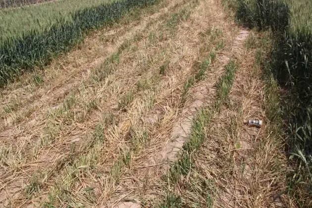 1652511264569829.png 擎川輸送帶支持捍衛糧食安全